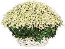 Цветочная композиция из Ромашки в корзине #REPLACE_PRED# Большевике Ставропольского края